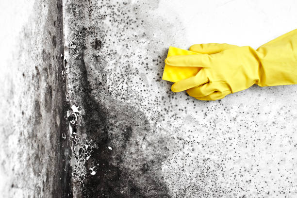 Best Comprehensive Air Testing for Mold Contaminants  in Nazareth College, NY