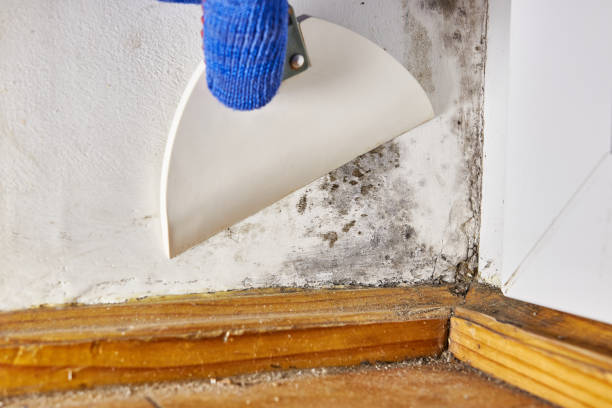 Best Environmental Consulting for Mold Prevention  in Nazareth College, NY